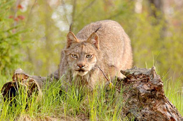 狼如何节省受威胁的山猫物种