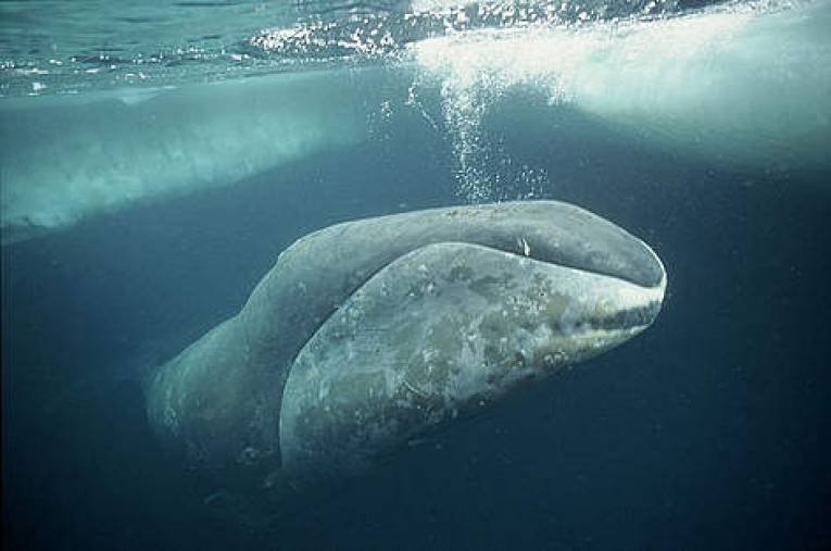 Bowhead Whale（Balaena mysticetus）